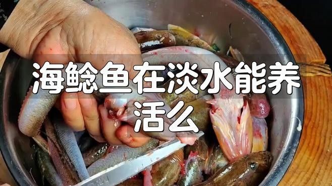 泰龐海鯰魚怎么養（關于泰龐海鯰魚的基本指南）