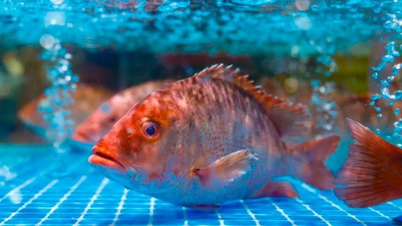 防城港金龍魚批發市場的營業時間是？（城港金龍魚批發市場營業時間是每天9點至下午5點）