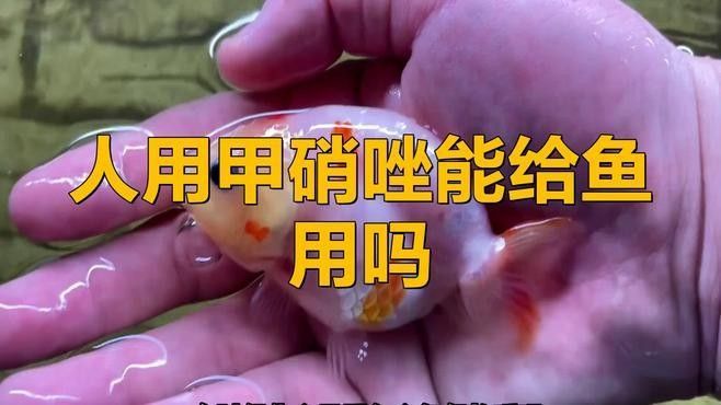 甲硝唑片治療龍魚腸炎的成功率（甲硝唑片治療龍魚腸炎有副作用嗎甲硝唑治療龍魚腸炎需要換水嗎）