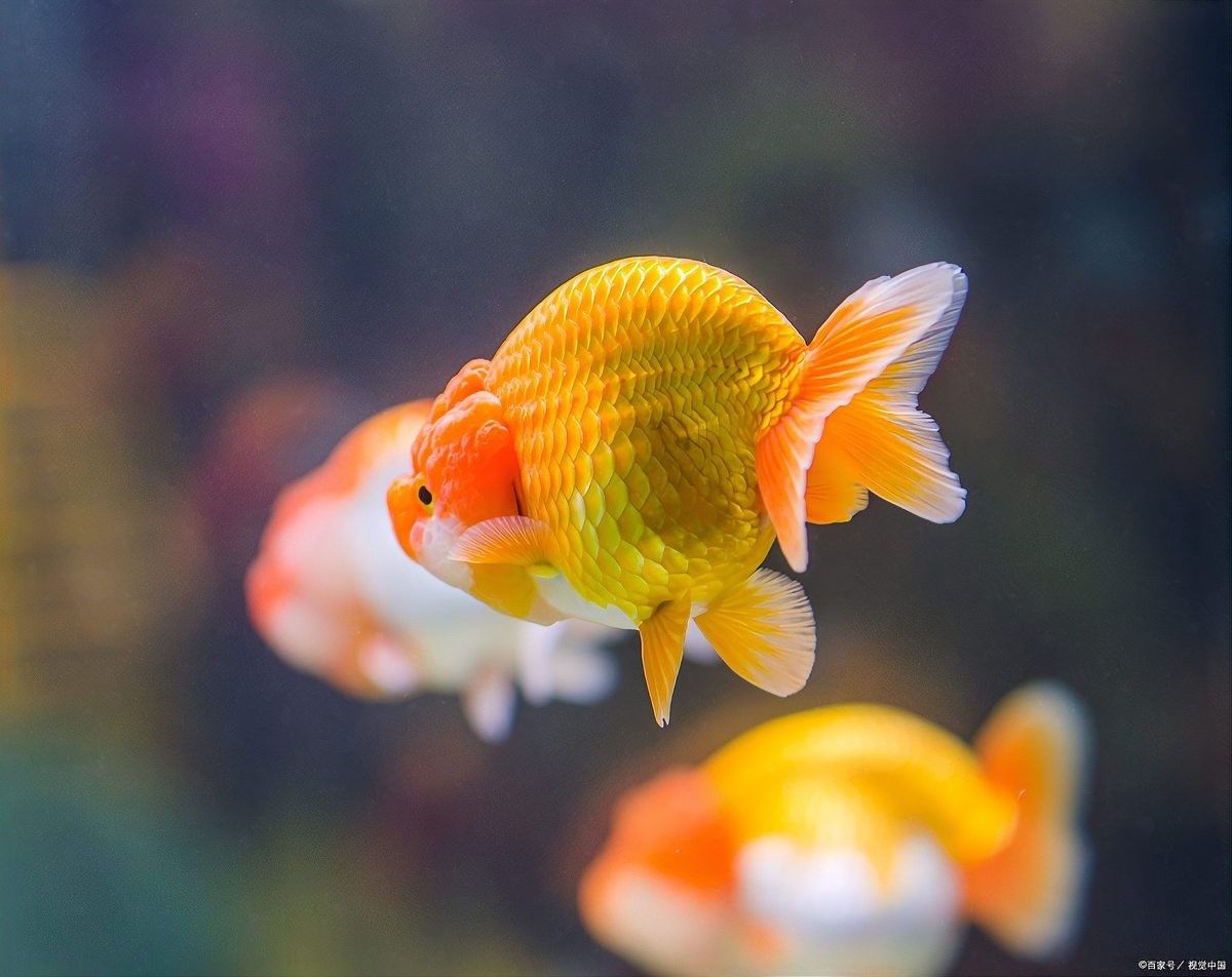 混養龍魚和招財魚需要什么樣的水質（養龍魚和招財魚需要特定的水質條件）