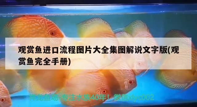 觀賞魚進口流程圖片大全集圖解說文字版(觀賞魚完全手冊)（觀賞魚進口流程圖片大全集圖解說魚進口流程圖片大全） 觀賞魚進口流程圖片大全集圖解說文字版(觀賞魚完全手冊)（觀賞魚進口流程圖片大全集圖解說魚進口流程圖片大全） 觀賞魚百科