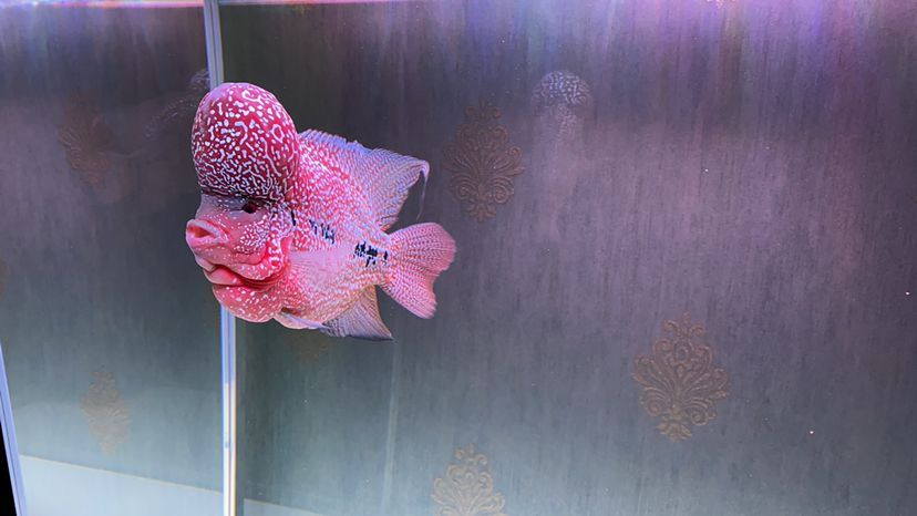 七彩神仙魚 天津觀賞魚進貨渠道有哪些公司在做(天津觀賞魚交易中心)(天津觀賞魚進貨渠道) 觀賞魚百科 天津觀賞魚進貨渠道有哪些公司在做(天津觀賞魚交易中心)(天津觀賞魚進貨渠道) 天津觀賞魚進貨渠道有哪些公司在做(天津觀賞魚交易中心)(天津觀賞魚進貨渠道) 觀賞魚百科