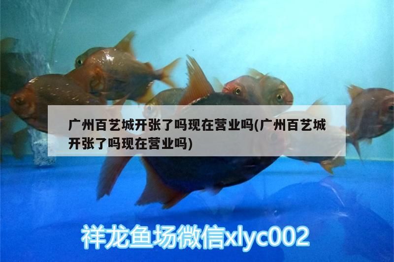 廣州百藝城開張了嗎現在營業(yè)嗎(廣州百藝城開張了嗎現在營業(yè)嗎)（廣州百藝城開張了嗎）