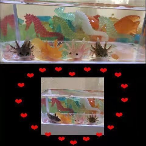 白龍魚的市場價格是多少（白龍魚市場價格集中在5.96-32.53元區間）