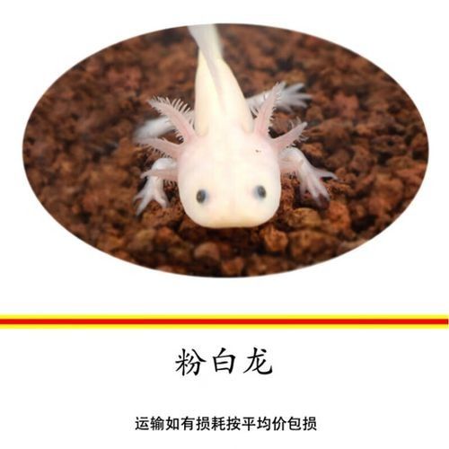 白龍魚的市場價格是多少（白龍魚市場價格集中在5.96-32.53元區間）