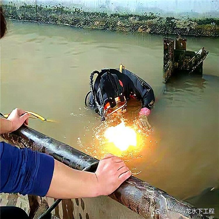 推薦幾款適合拍攝金龍魚成長的相機（適合拍攝金龍魚成長的相機） 推薦幾款適合拍攝金龍魚成長的相機（適合拍攝金龍魚成長的相機） 龍魚百科 第8張
