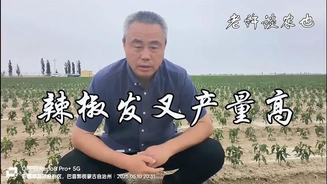 紅龍辣椒的產量如何？（影響紅龍辣椒產量的因素） 紅龍辣椒的產量如何？（影響紅龍辣椒產量的因素） 龍魚百科 第1張
