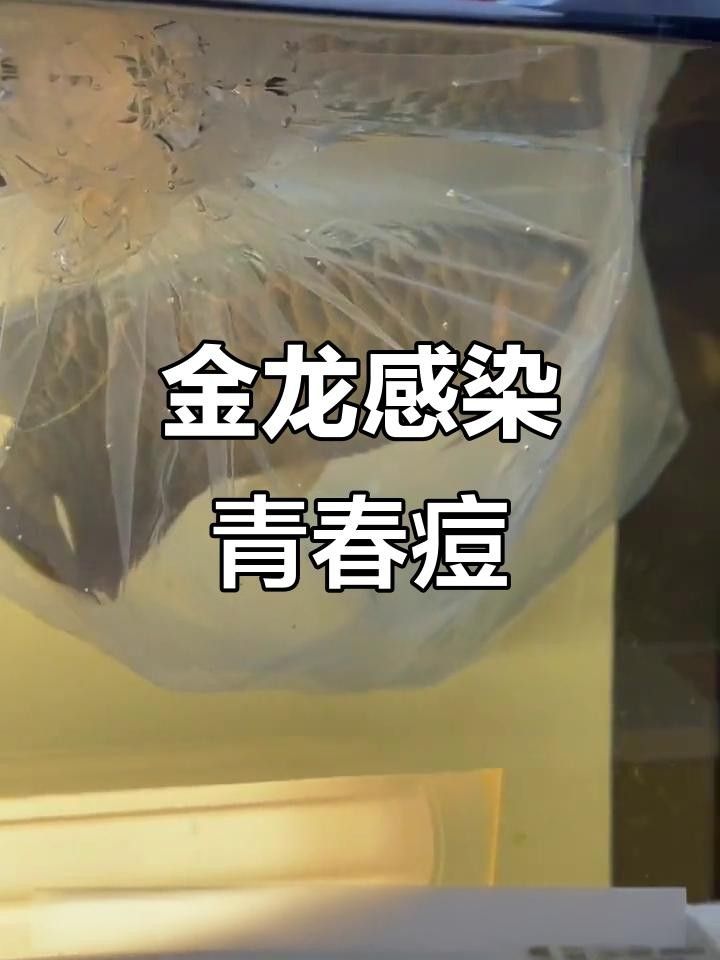龍魚嘴上長出肉球怎么回事（龍魚嘴上長出肉球的原因及其可能的影響）