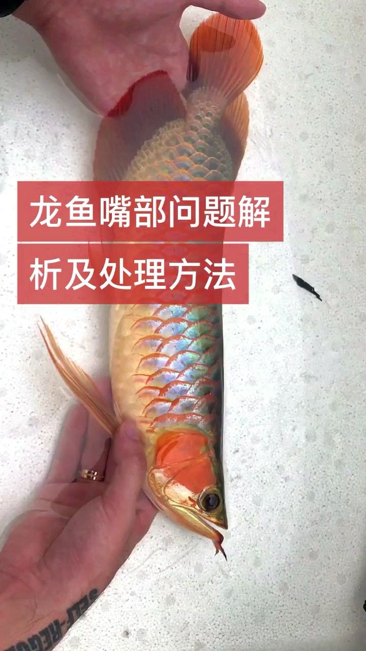 龍魚嘴上長出肉球怎么回事（龍魚嘴上長出肉球的原因及其可能的影響）