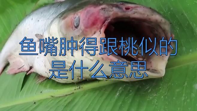 龍魚嘴上長出肉球怎么回事（龍魚嘴上長出肉球的原因及其可能的影響）
