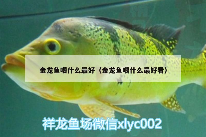 金龍魚喂什么最好（金龍魚喂什么最好看）（金龍魚喂什么飼料好）
