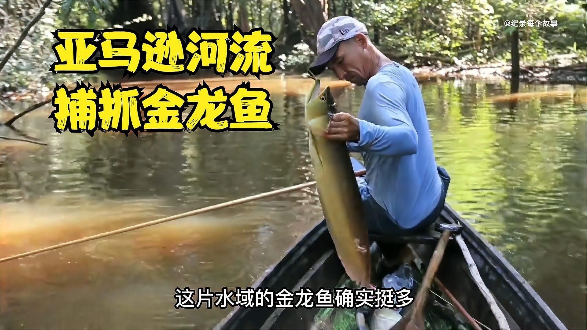 如何為金龍魚(yú)提供均衡飲食（為金龍魚(yú)提供均衡飲食的關(guān)鍵要點(diǎn)）