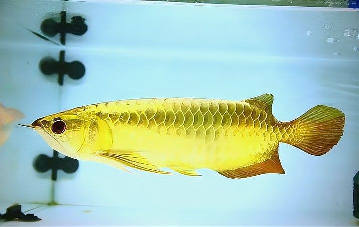 如何為金龍魚提供均衡飲食（為金龍魚提供均衡飲食的關鍵要點）