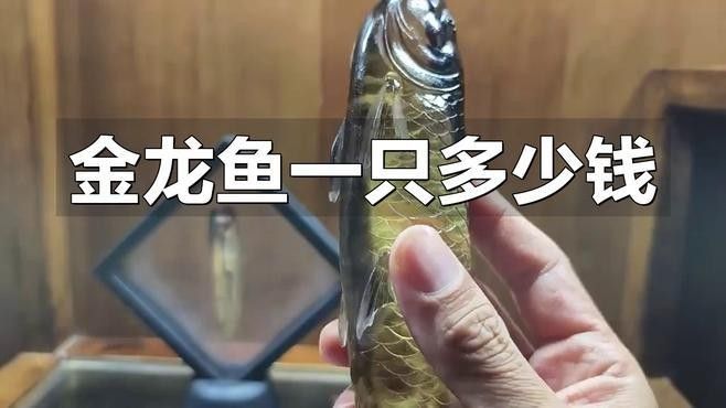 金龍魚價格會下跌嗎（金龍魚價格下跌的原因）