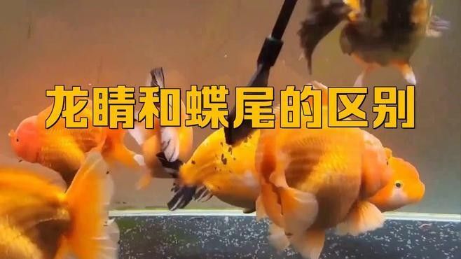 藍(lán)龍睛魚有哪些特點(diǎn)（關(guān)于藍(lán)龍睛魚的一些特點(diǎn)） 藍(lán)龍睛魚有哪些特點(diǎn)（關(guān)于藍(lán)龍睛魚的一些特點(diǎn)） 龍魚百科 第3張