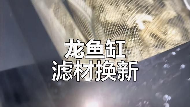 龍魚缸過濾材料多久更換一次（養魚老道，魚缸過濾系統怎樣裝） 龍魚缸過濾材料多久更換一次（養魚老道，魚缸過濾系統怎樣裝） 龍魚百科 第3張