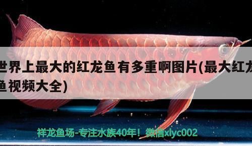 魚缸過濾器選購指南:自制魚缸過濾器魚缸上置過濾器對于養魚愛好者的必備知識 世界上最大的紅龍魚有多重啊圖片(最大紅龍魚視頻大全)(世界上最大的紅龍魚有多重) 觀賞魚百科 世界上最大的紅龍魚有多重啊圖片(最大紅龍魚視頻大全)(世界上最大的紅龍魚有多重) 世界上最大的紅龍魚有多重啊圖片(最大紅龍魚視頻大全)(世界上最大的紅龍魚有多重) 觀賞魚百科