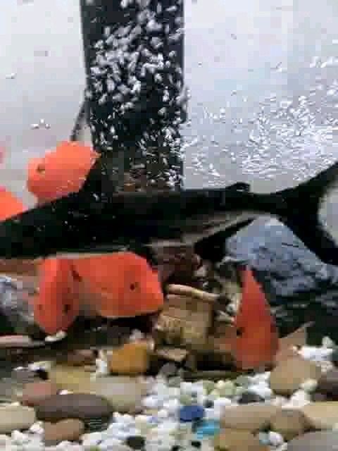 成吉思汗鯊魚和什么魚混養比較好（成吉思汗魚混養建議） 成吉思汗鯊魚和什么魚混養比較好（成吉思汗魚混養建議） 龍魚百科 第5張