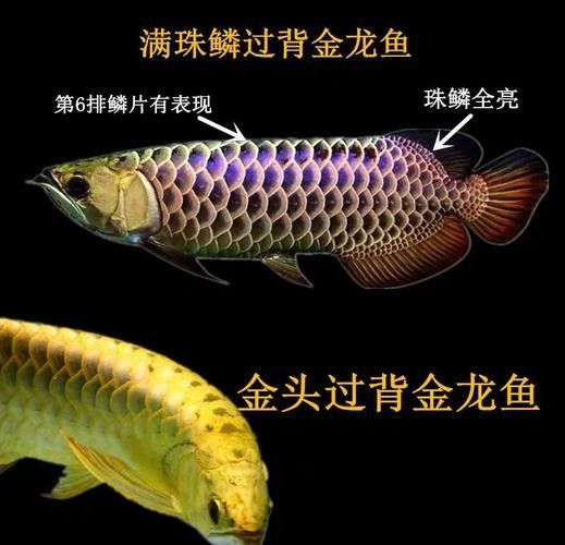 哪里可以買到真正的金龍魚