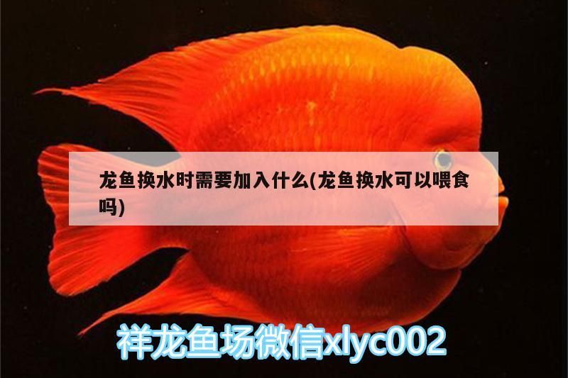 龍魚換水時需要加入什么(龍魚換水可以喂食嗎) 龍魚換水時需要加入什么(龍魚換水可以喂食嗎) 觀賞魚百科