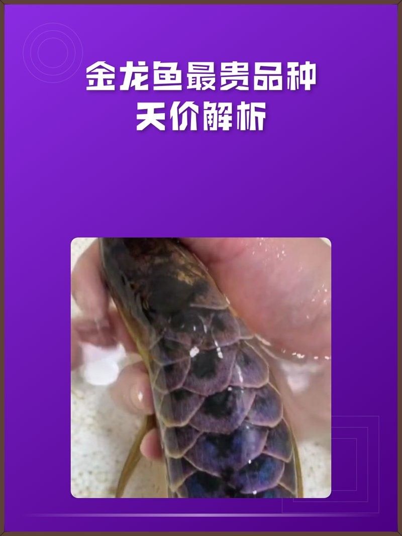藍(lán)色金龍魚的價(jià)格是多少？（藍(lán)色金龍魚價(jià)格是多少） 藍(lán)色金龍魚的價(jià)格是多少？（藍(lán)色金龍魚價(jià)格是多少） 龍魚百科 第2張