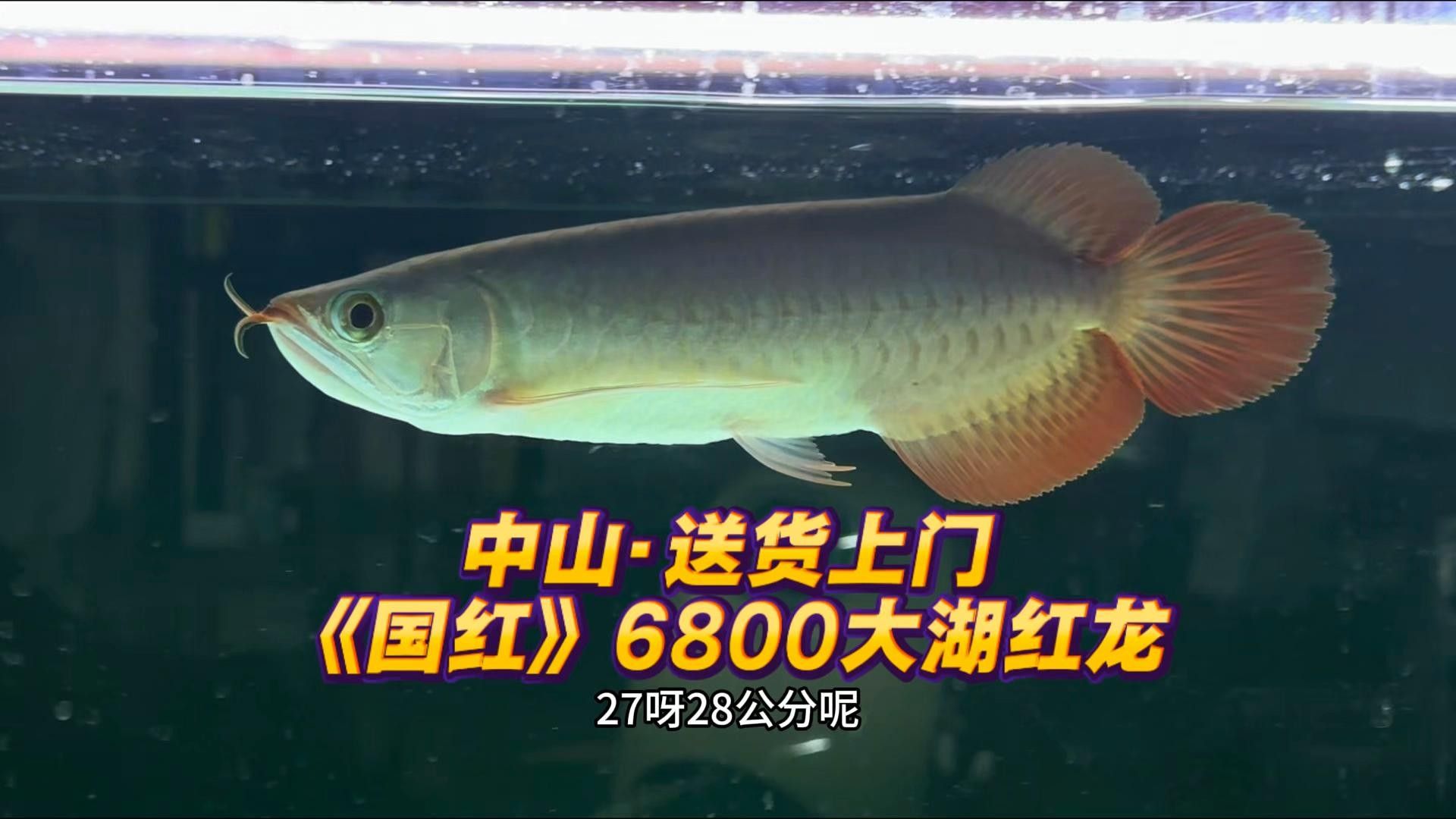 龍魚在哪里可以釣到（釣魚技巧：龍魚喂食四大最靠譜選擇）