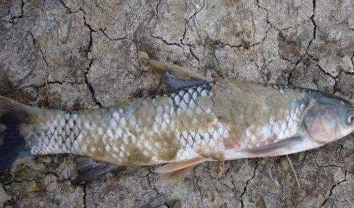 雷龍魚水霉病如何治療（雷龍魚得了水霉病怎么辦） 雷龍魚水霉病如何治療（雷龍魚得了水霉病怎么辦） 龍魚百科 第6張