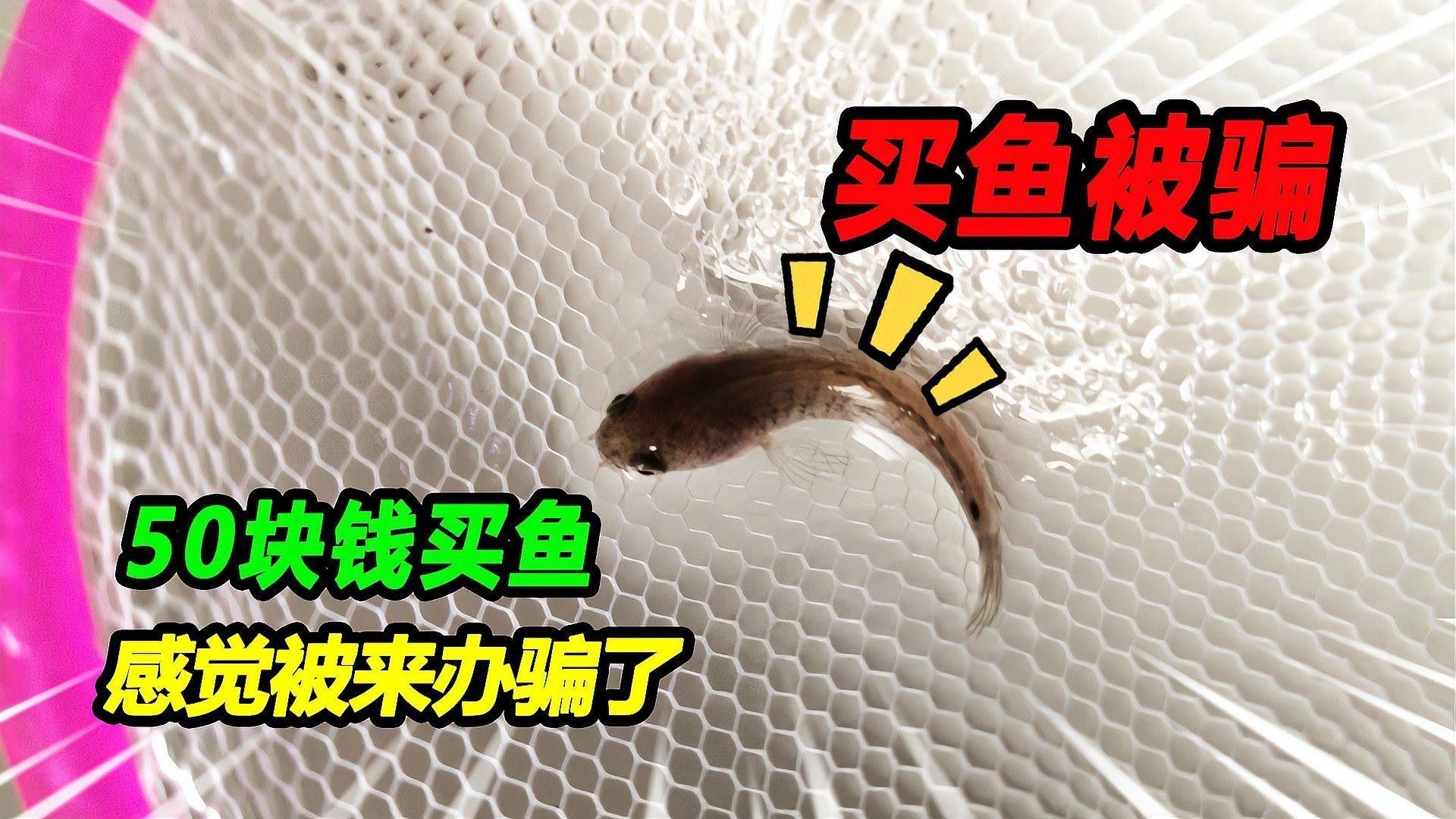 如何判斷雷龍魚苗是否健康（判斷雷龍魚苗是否健康是養魚愛好者關心的問題和方法）