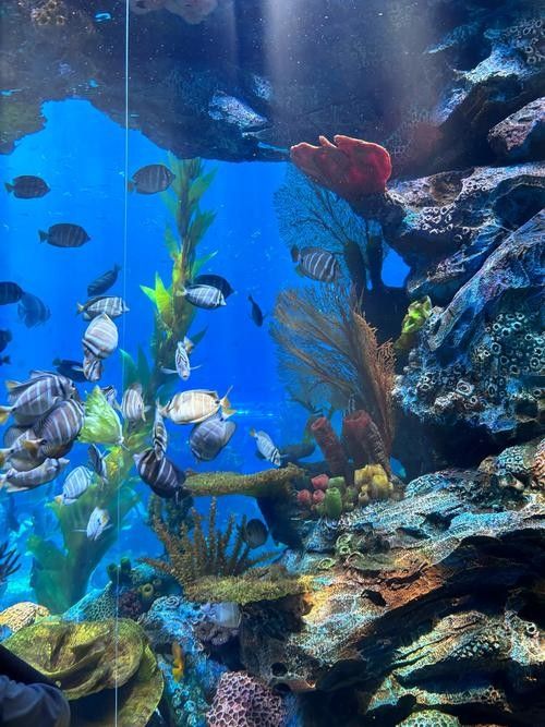 給我推薦一些潮州的水族館（廣東潮州水族館推薦）