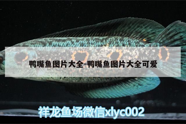鴨嘴魚圖片大全:鴨嘴魚圖片大全可愛（關于鴨嘴魚圖片大全和鴨嘴魚圖片大全和鴨嘴魚圖片大全）