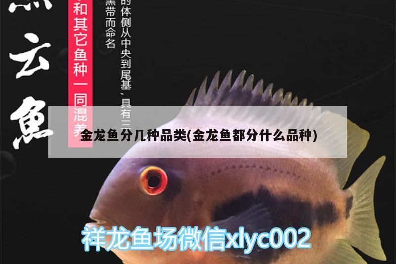 金龍魚分幾種品類(金龍魚都分什么品種)（金龍魚分幾種常見的金龍魚分幾種品種，金龍魚分幾種品類） 金龍魚分幾種品類(金龍魚都分什么品種)（金龍魚分幾種常見的金龍魚分幾種品種，金龍魚分幾種品類） 觀賞魚百科
