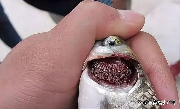 如何判斷龍魚是否感染細菌性爛鰓病（怎樣判斷龍魚是否感染細菌性爛鰓病） 如何判斷龍魚是否感染細菌性爛鰓病（怎樣判斷龍魚是否感染細菌性爛鰓病） 龍魚百科 第4張