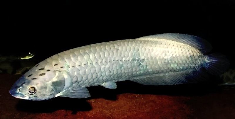 如何搜索更多黑龍魚視頻？（關于黑龍魚的視頻內容是一些有效的搜索策略以下是一些有效的搜索策略） 如何搜索更多黑龍魚視頻？（關于黑龍魚的視頻內容是一些有效的搜索策略以下是一些有效的搜索策略） 龍魚百科 第2張