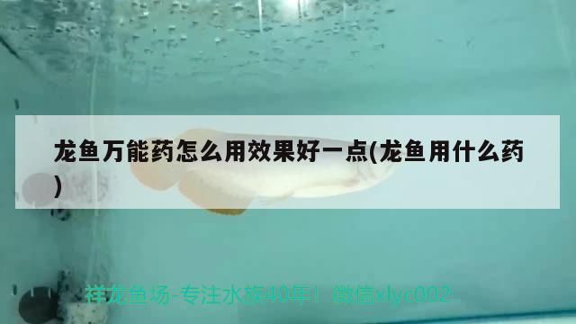 24k金龍魚什么意思啊網(wǎng)絡(luò)用語怎么說(網(wǎng)絡(luò)語金龍魚是什么意思)（龍魚萬能藥怎么用效果好一點） 24k金龍魚什么意思啊網(wǎng)絡(luò)用語怎么說(網(wǎng)絡(luò)語金龍魚是什么意思)（龍魚萬能藥怎么用效果好一點） 觀賞魚百科