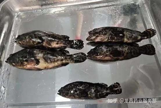 龍魚被傳染后還能恢復嗎（龍魚在被傳染后是否還有恢復的可能）