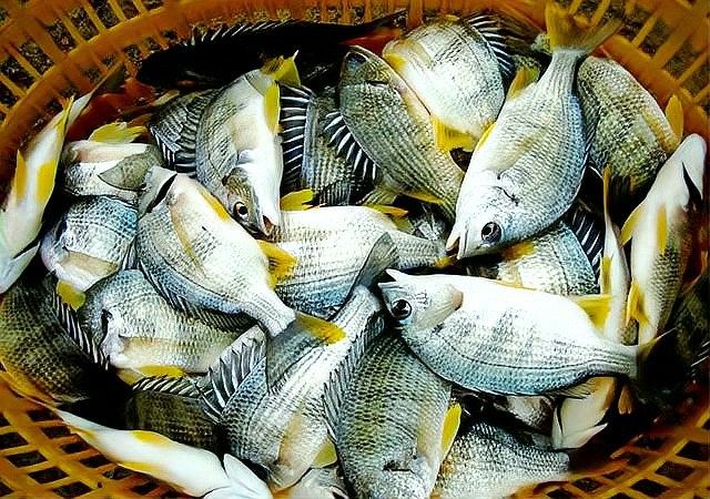 潮汕人為什么稱這種魚為“龍魚”（為什么潮汕人稱某種魚為“龍魚”？）