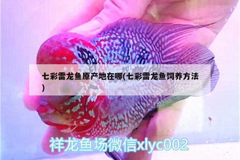 七彩雷龍魚原產(chǎn)地在哪(七彩雷龍魚飼養(yǎng)方法)（七彩雷龍魚原產(chǎn)地在哪） 七彩雷龍魚原產(chǎn)地在哪(七彩雷龍魚飼養(yǎng)方法)（七彩雷龍魚原產(chǎn)地在哪） 觀賞魚百科