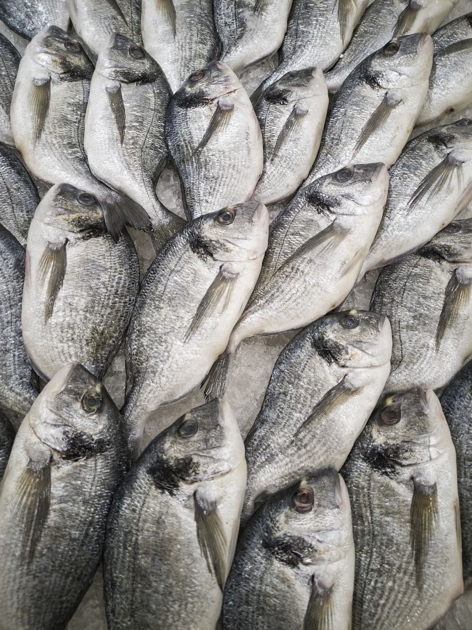 龍魚身上有白色絮狀物要怎樣做 龍魚身上有白色絮狀物要怎樣做 觀賞魚百科 第4張