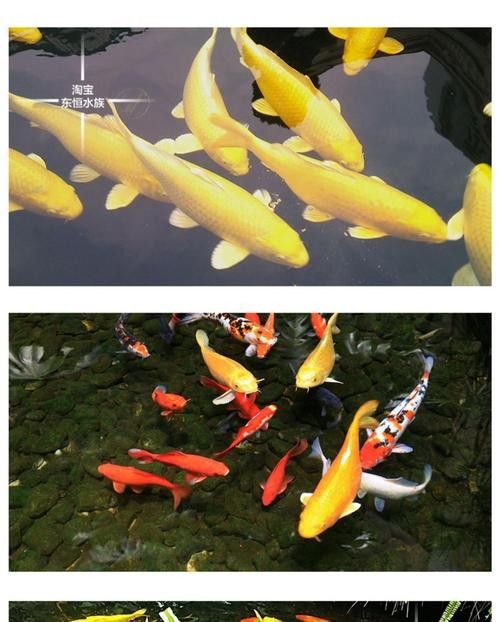 黃金龍鳳冷水魚（黃金龍鳳冷水魚養(yǎng)殖實(shí)操技巧別錯過全民小視頻）