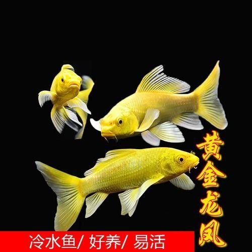 黃金龍鳳冷水魚（黃金龍鳳冷水魚養(yǎng)殖實(shí)操技巧別錯過全民小視頻）