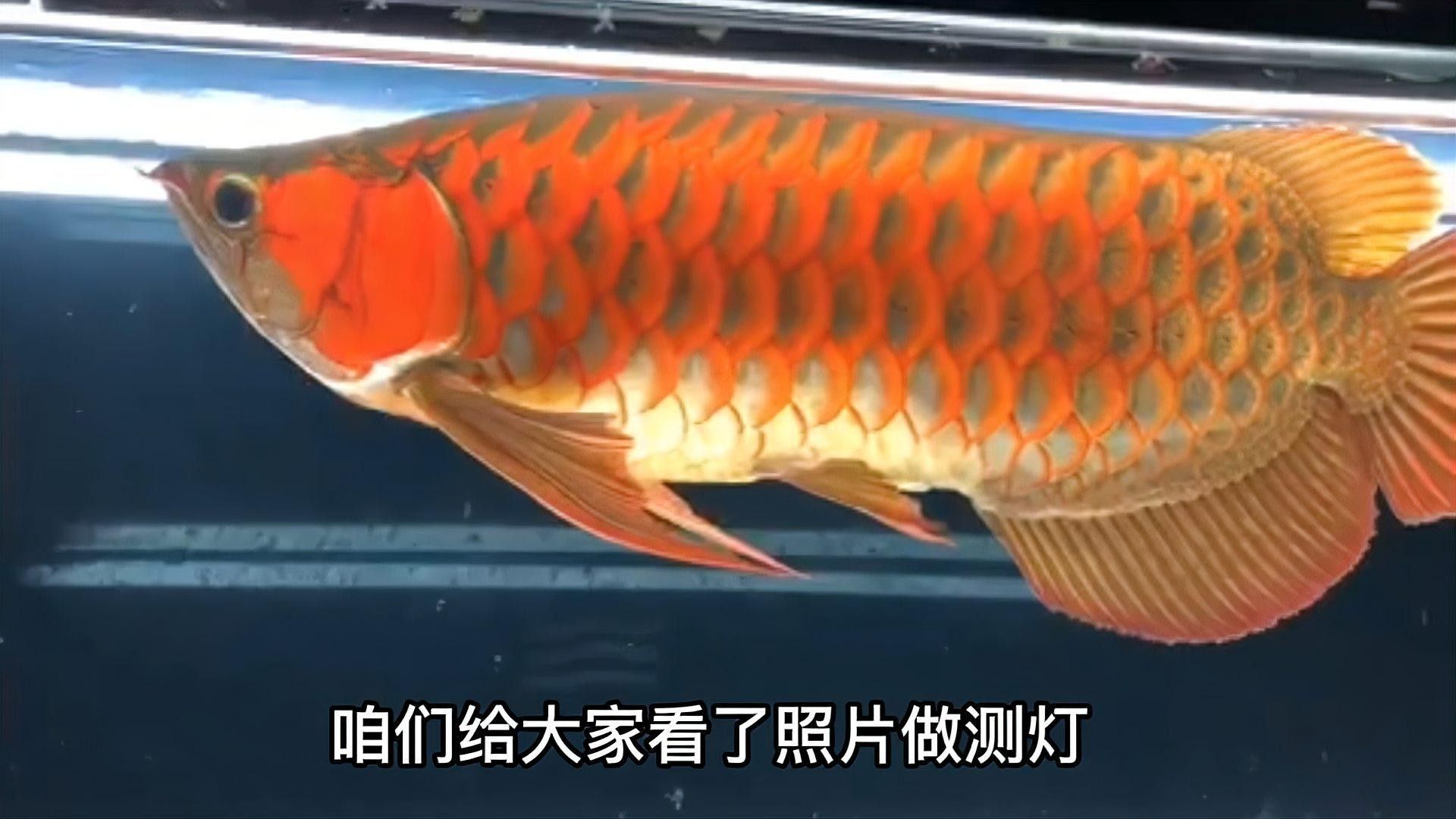 龍魚(yú)打側(cè)燈會(huì)影響生長(zhǎng)嗎（魚(yú)打側(cè)燈對(duì)其生長(zhǎng)的影響）