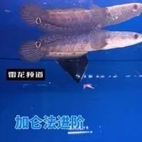 紅帝王雷龍魚有哪些發(fā)色方法（紅帝王雷龍魚發(fā)色技巧）