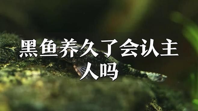 如何判斷黑鱗龍魚是否認主？（如何判斷黑鱗龍魚是否已經認主）