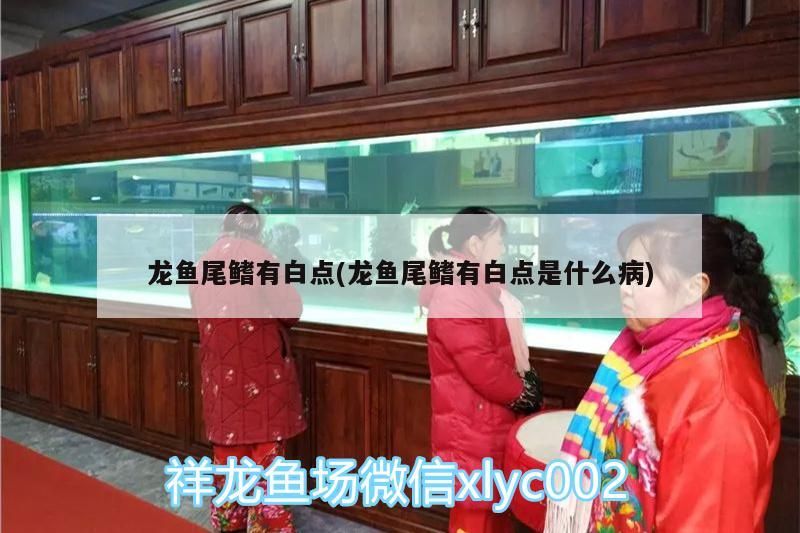 龍魚尾鰭有白點(龍魚尾鰭有白點是什么病)（祥龍魚尾鰭有白點是什么病、龍魚尾鰭有白點是什么病）