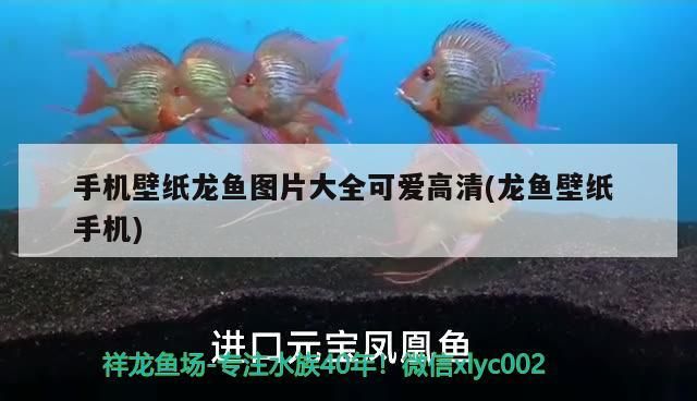 手機(jī)壁紙龍魚(yú)圖片大全可愛(ài)高清(龍魚(yú)壁紙手機(jī))（好運(yùn)魚(yú)壁紙大全圖片大全可愛(ài)高清）