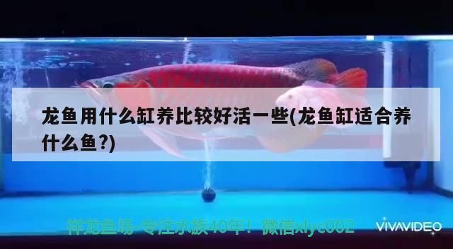 龍魚用什么缸養比較好活一些(龍魚缸適合養什么魚?)（龍魚用什么缸養比較好活一些） 龍魚用什么缸養比較好活一些(龍魚缸適合養什么魚?)（龍魚用什么缸養比較好活一些） 觀賞魚百科