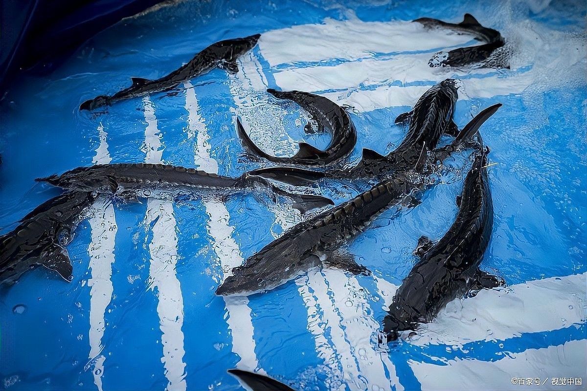 河源鱘龍魚有哪些品種？（河源鱘龍魚怎么養養鱘龍魚應該注意什么） 河源鱘龍魚有哪些品種？（河源鱘龍魚怎么養養鱘龍魚應該注意什么） 龍魚百科 第7張