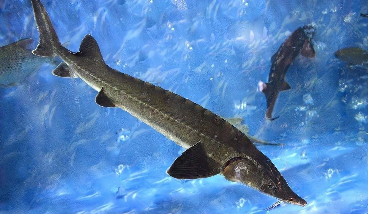 河源鱘龍魚有哪些品種？（河源鱘龍魚怎么養養鱘龍魚應該注意什么） 河源鱘龍魚有哪些品種？（河源鱘龍魚怎么養養鱘龍魚應該注意什么） 龍魚百科 第9張
