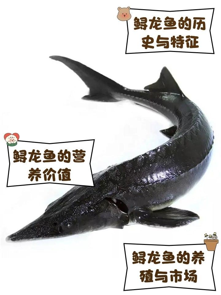 河源鱘龍魚有哪些品種？（河源鱘龍魚怎么養養鱘龍魚應該注意什么） 河源鱘龍魚有哪些品種？（河源鱘龍魚怎么養養鱘龍魚應該注意什么） 龍魚百科 第16張