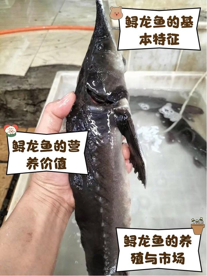 河源鱘龍魚有哪些品種？（河源鱘龍魚怎么養養鱘龍魚應該注意什么） 河源鱘龍魚有哪些品種？（河源鱘龍魚怎么養養鱘龍魚應該注意什么） 龍魚百科 第14張
